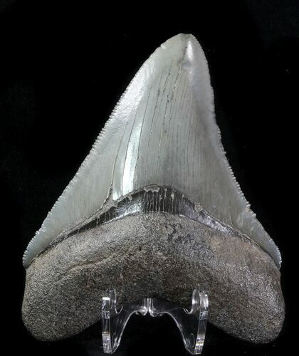Fossil Megalodon Tooth - Serrated Blade #76546